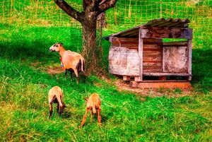 Schafe - Unsere kleine Farm